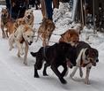 Dogsledding around Magnetawan